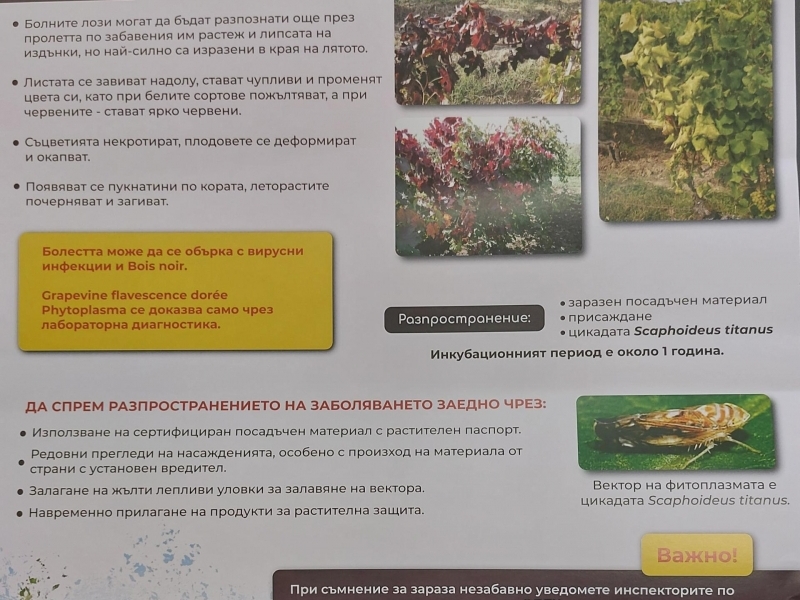 В Свищов представители на Областна дирекция по безопасност на храните проведоха информационна среща във връзка с опасен карантинен вредител по лозата